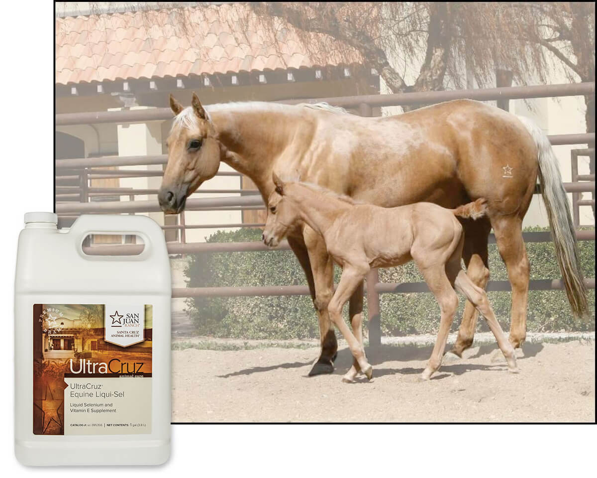UltraCruz Shampoo Equino Bianco Brillante Per Cavalli 1 Gallone - Foto 8
