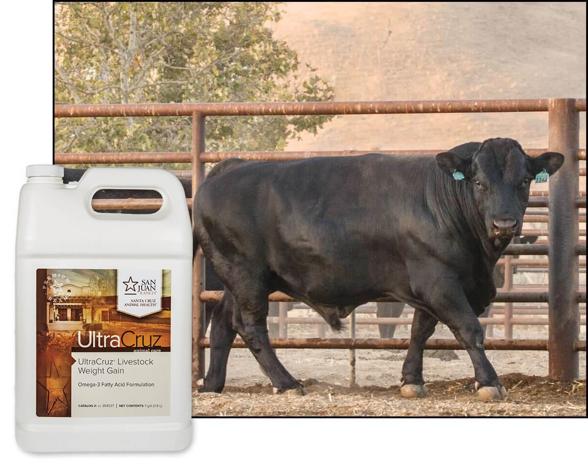 Weight Gain Supplement for or Cattle Goats Sheep and Pigs