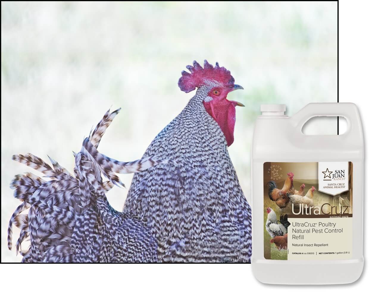 Natural Pest Control Fly Spray for Chickens UltraCruz Santa