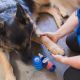 Vetericyn Dog Hot Spot Spray, 8 oz image 404070 